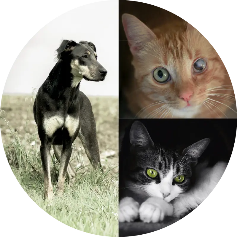 mes passions : mes animaux